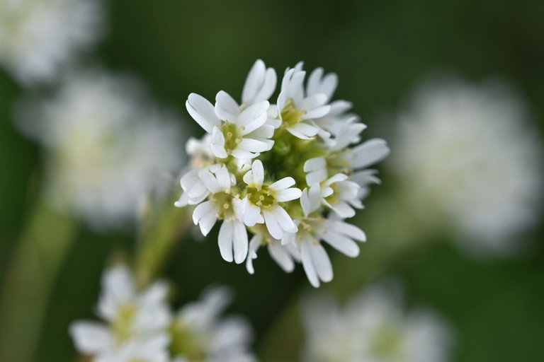 Berteroa incana Hoary alyssum pl 5.jpg