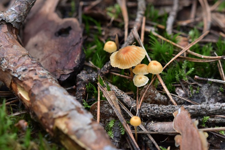 yellow mini mushrooms pl.jpg