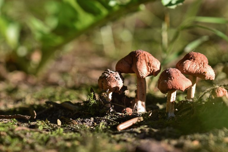 mushrooms garden grass 9.jpg