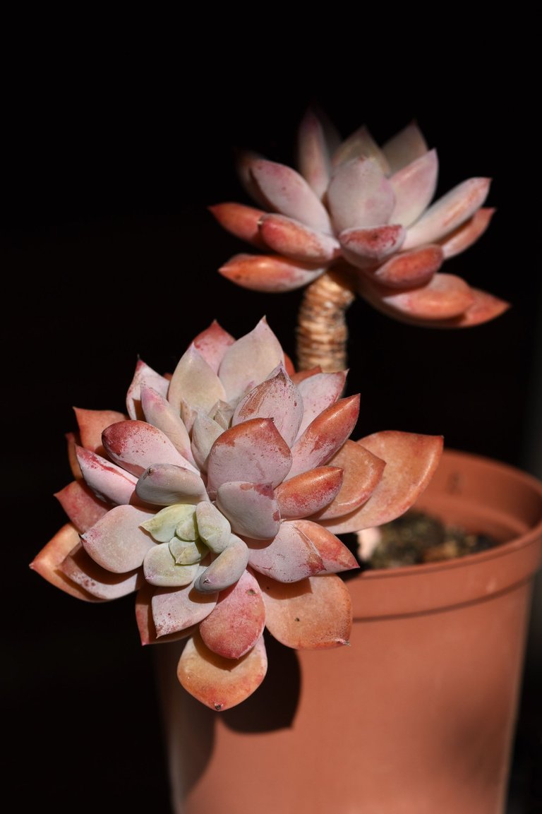 Echeveria split rosette 8.jpg