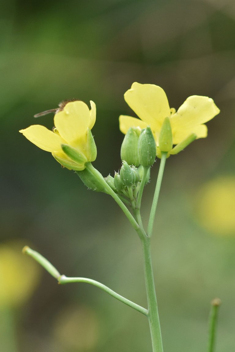 yellow ruccola bee pl 9.jpg