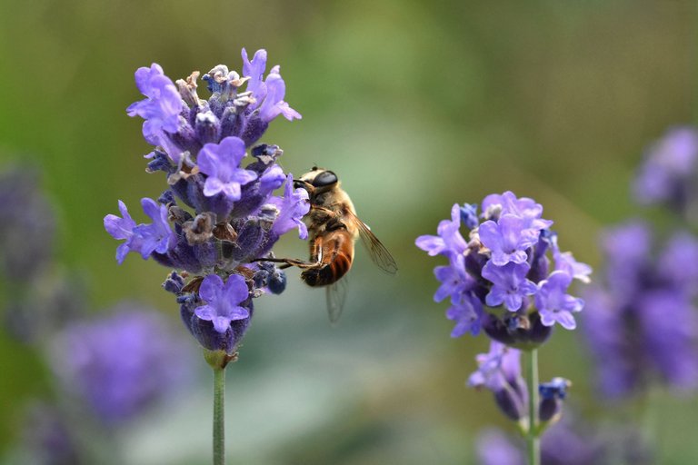 fly on lavender pl 5.jpg