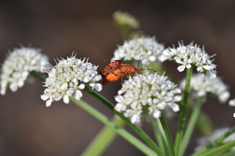 Longhorn beetle Stictoleptura rubra 4.jpg