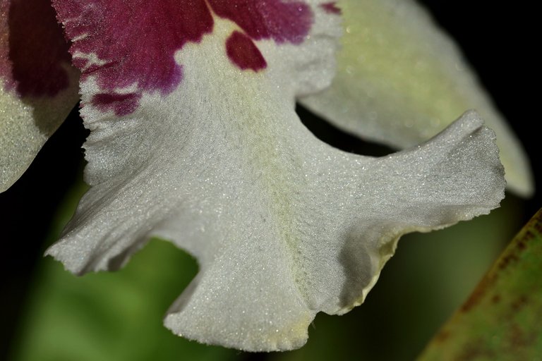 Beallara Tahoma Glacier 2021 6.jpg