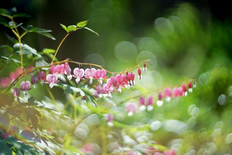 garden helios 4.jpg