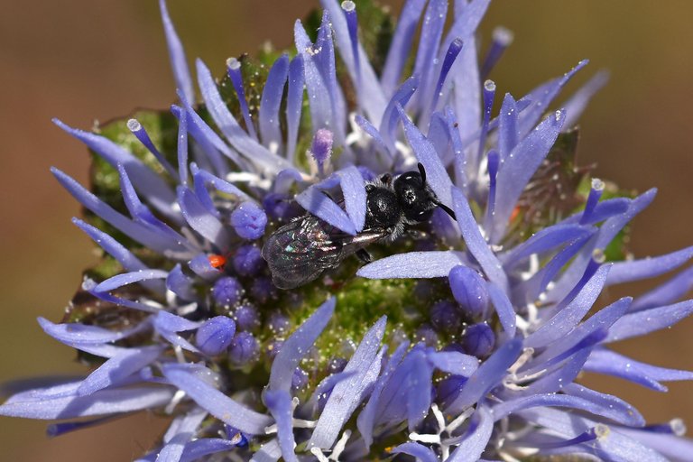 Jasione montana blue wildlower 7.jpg