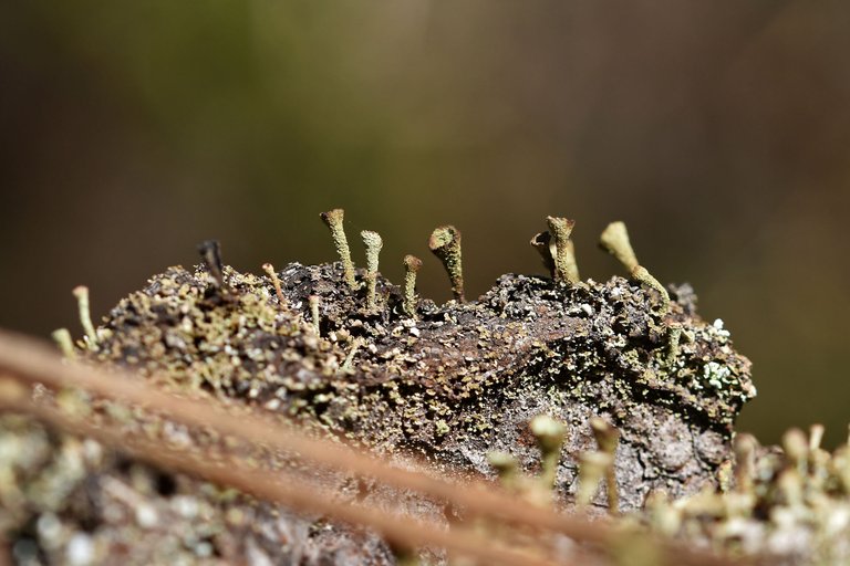 lichen pixie cup cladonia 7.jpg
