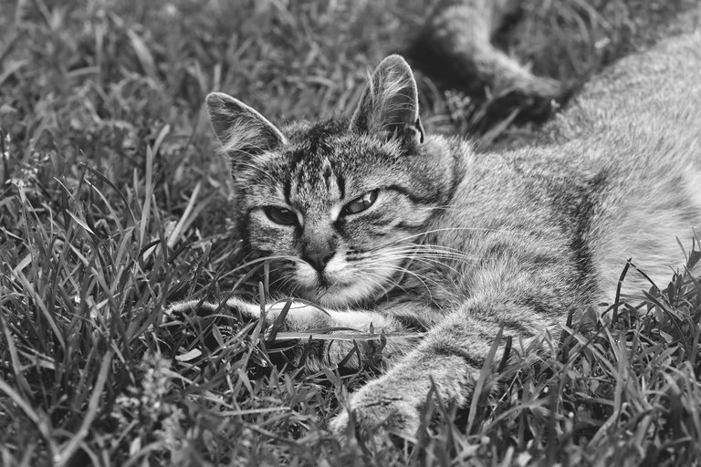 tabby kitty grass 1.jpg