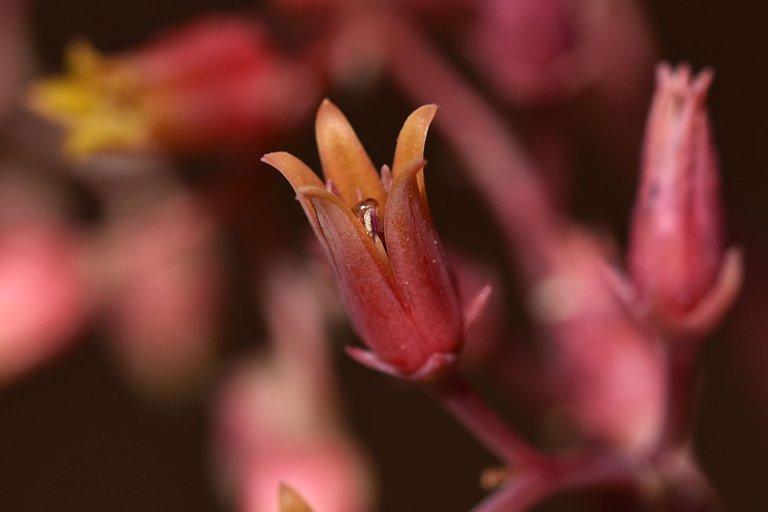 Echeveria Agavoides 2023 6.jpg