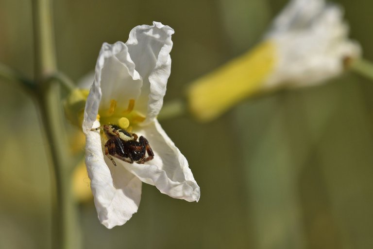 crab spider cabbage flower 2.jpg