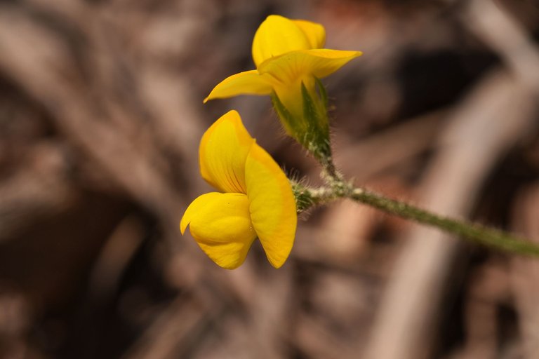 Single-flowered Scorpiurus yellow wildflower 2.jpg