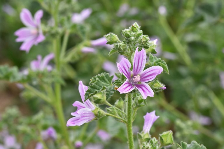 malva sylvestris 1.jpg