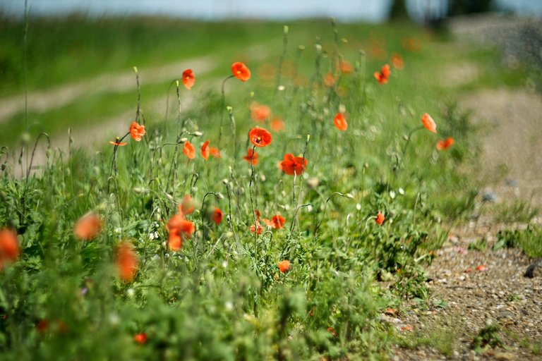 poppy helios bokeh pl 6.jpg