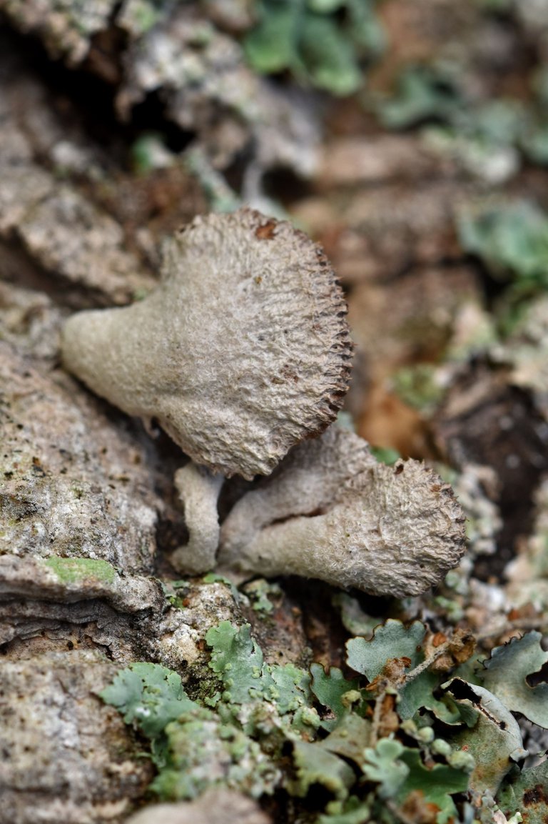 cork branch mushrooms 5.jpg