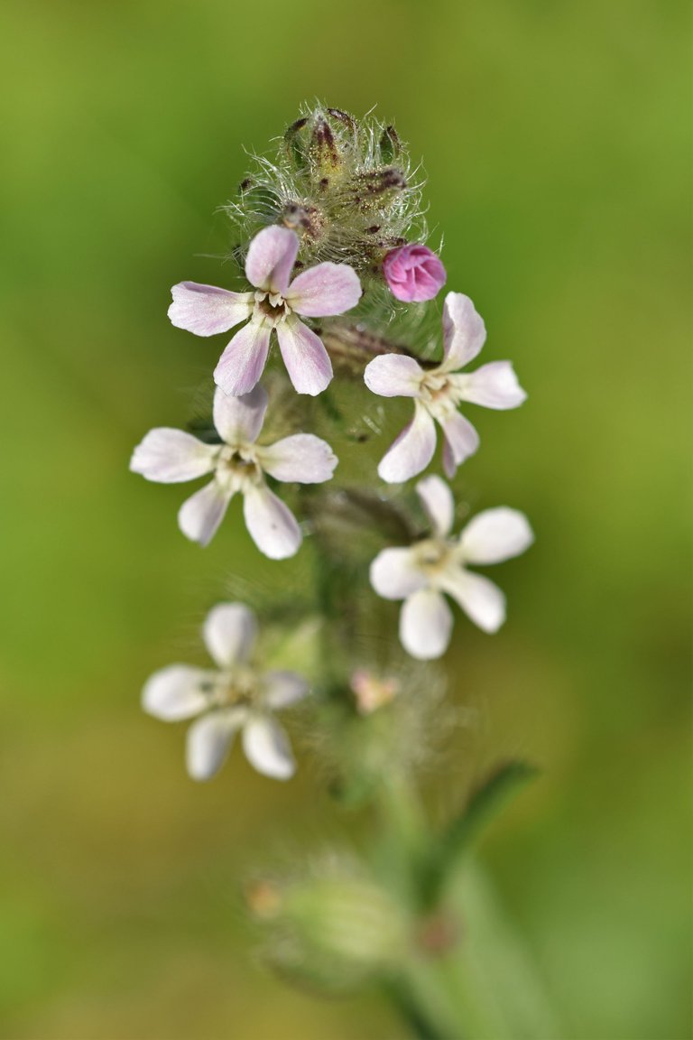 Silene gallica wildflower 3.jpg