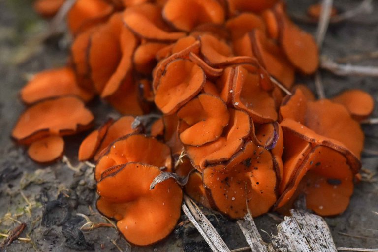 Scutellinia orange mushroom 1.jpg