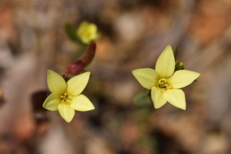 Centaurium maritimum yellow wildflower 2.jpg