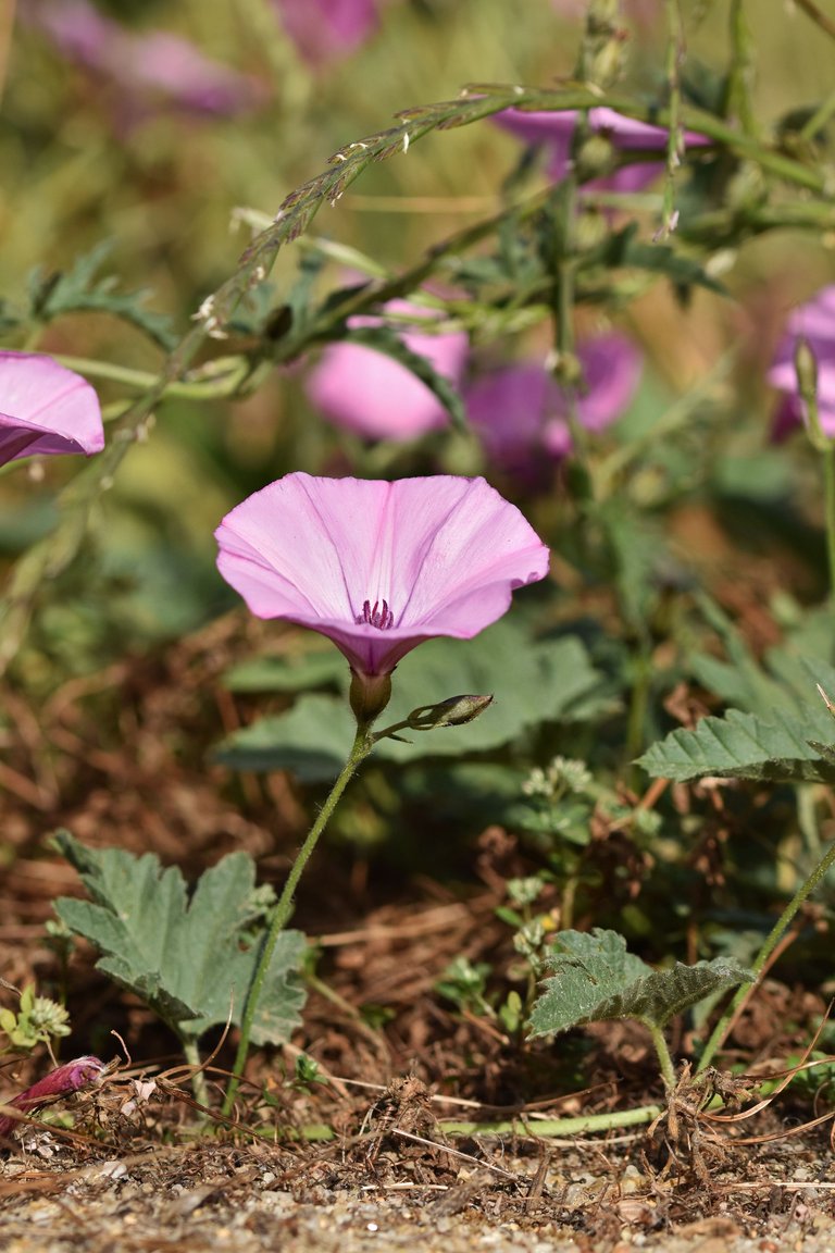 Convolvulus althaeoides pink 8.jpg