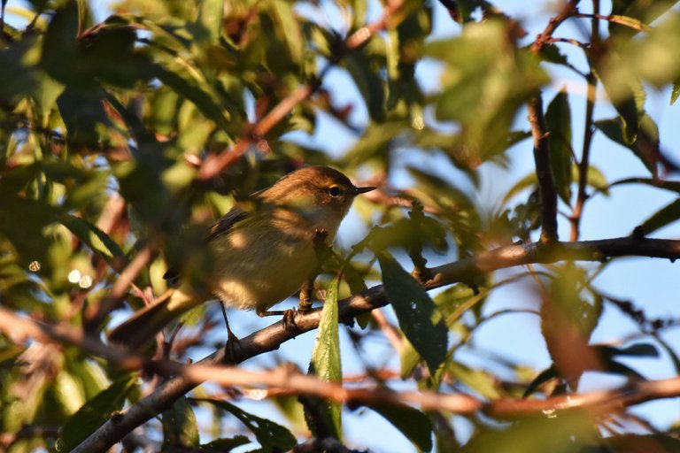 Common chiffchaff birds pl 1.jpg