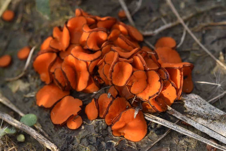 Scutellinia orange mushroom  4.jpg