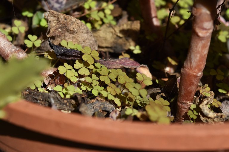 kalanchoe daigremontiana 2023 7.jpg