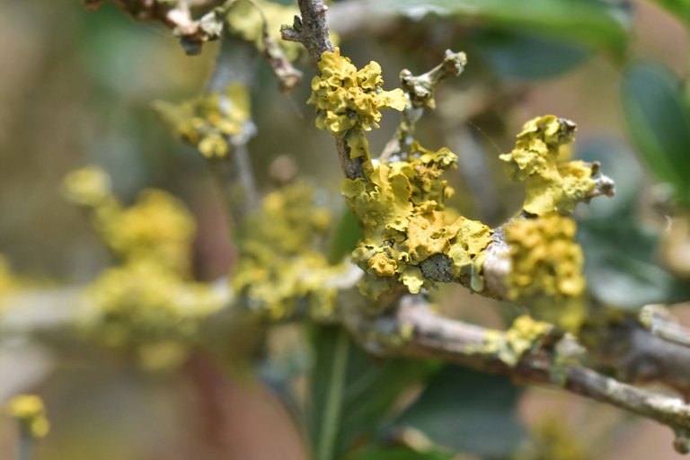 Chilli bush lichen 2.jpg