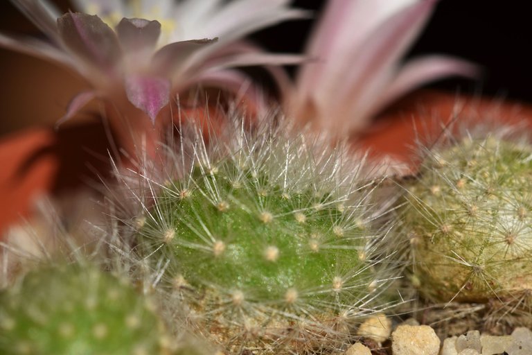 Rebutia Albiflora flower 2021 6.jpg