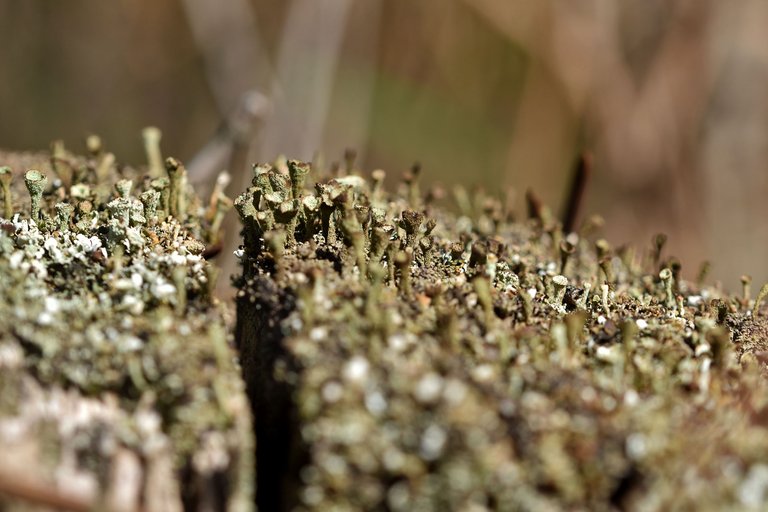 lichen pixie cup cladonia 2.jpg