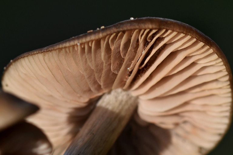 mushroom group lawn 8.jpg