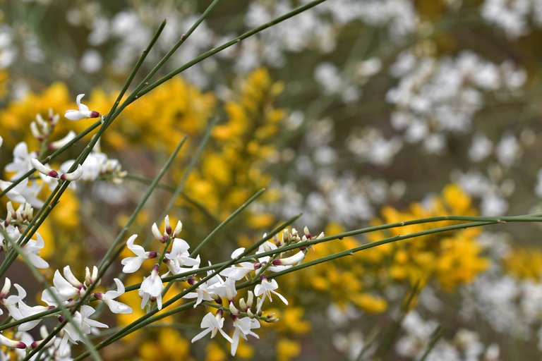 Retama monosperma bridal broom flowers 10.jpg