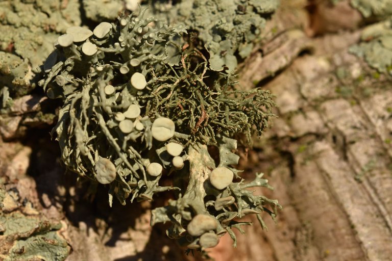 lichen cork 9.jpg