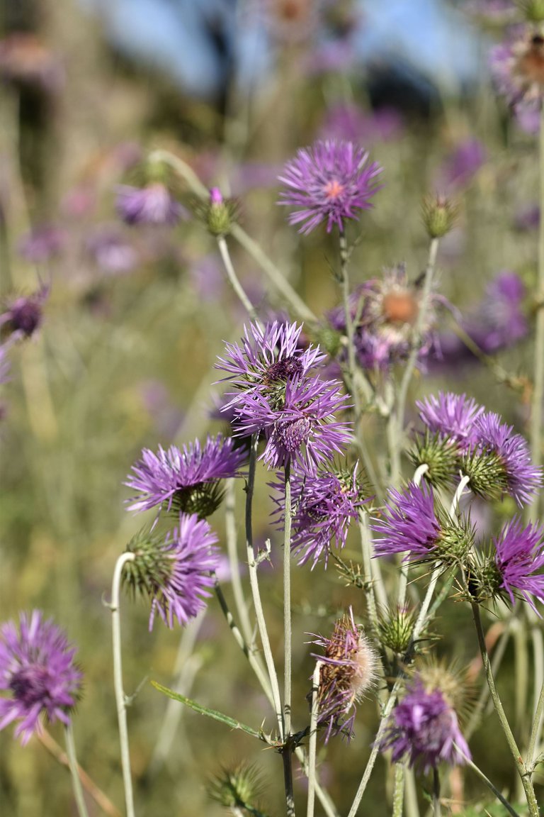 Giant thistle park 2.jpg