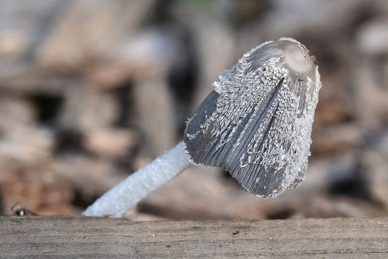 ink cap stairs park 2.jpg