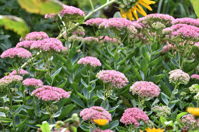 Sedum spectabile pl 9.jpg