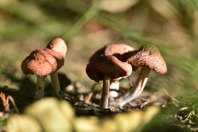 mushrooms garden grass 11.jpg