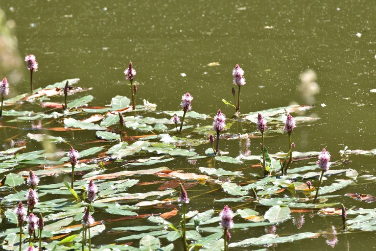Persicaria amphibia prak pond pl 7.jpg