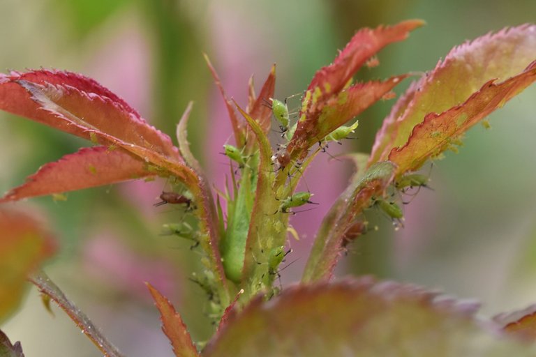 Aphid colony rose 8.jpg
