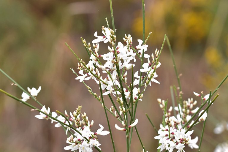 Retama monosperma bridal broom flowers 4.jpg