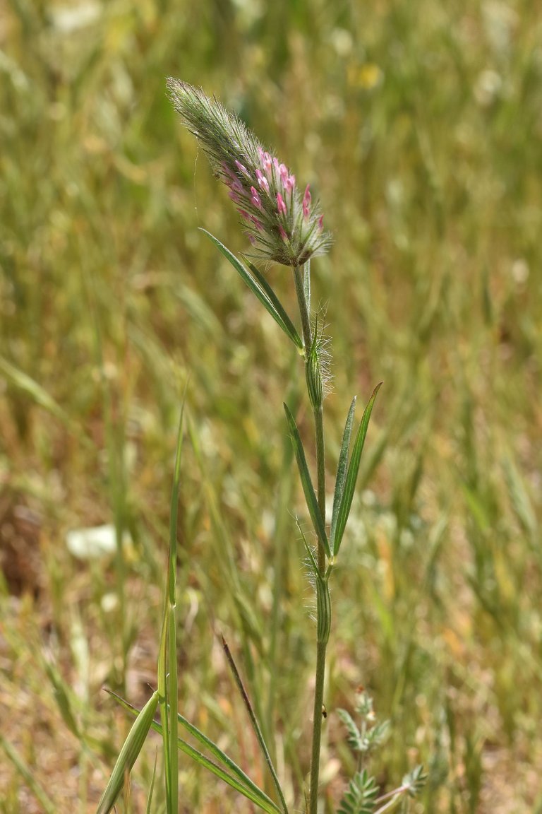 Trifolium angustifolium clover 2.jpg