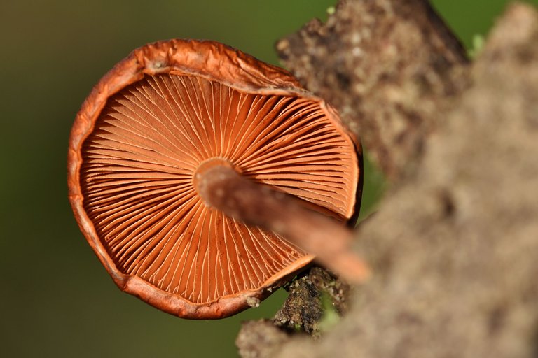Orange mushroom cork tree 2.jpg