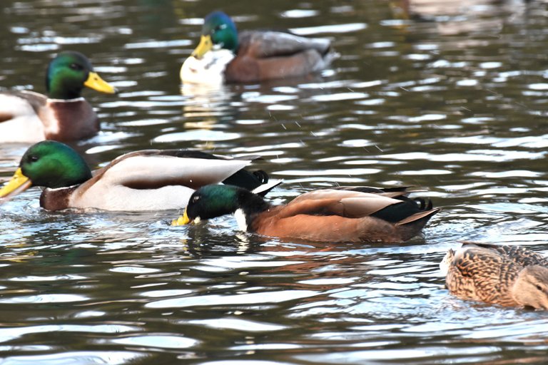 ducks park 1.jpg