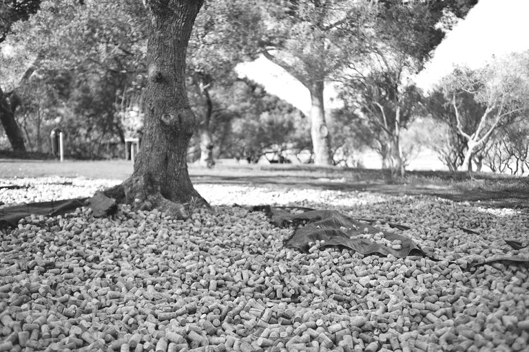 corks park zeiss bw 5.jpg