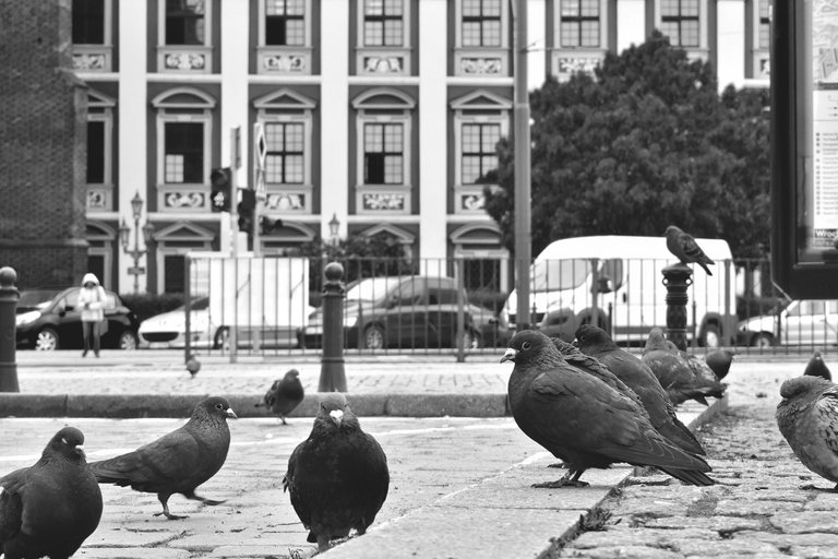 pigeon wroclaw bw 2.jpg