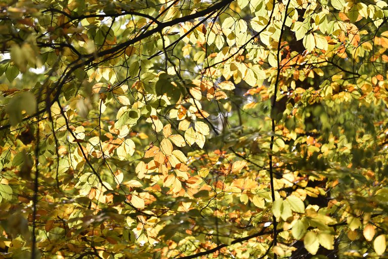 autumn forest pl 5.jpg
