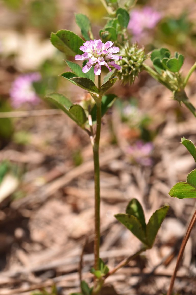 Trifolium tomentosum clover 9.jpg