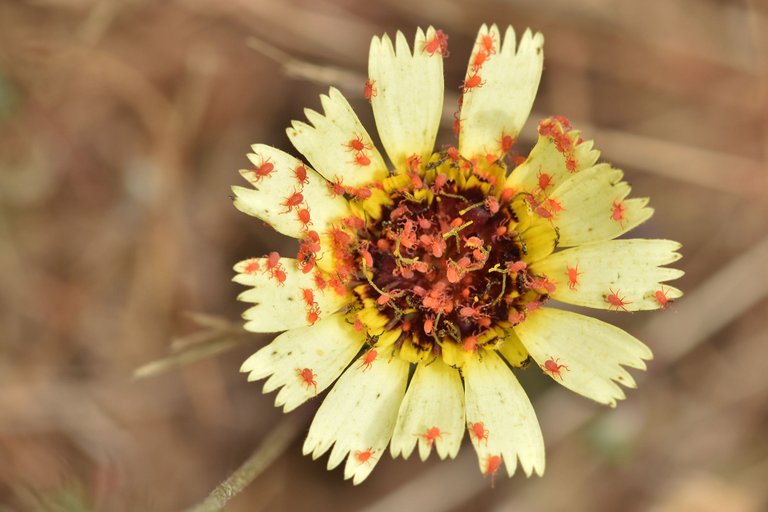 spider mites yellow flower 1.jpg