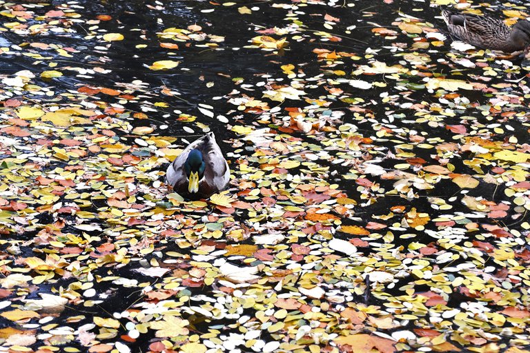 ducks fall pond pl 5.jpg