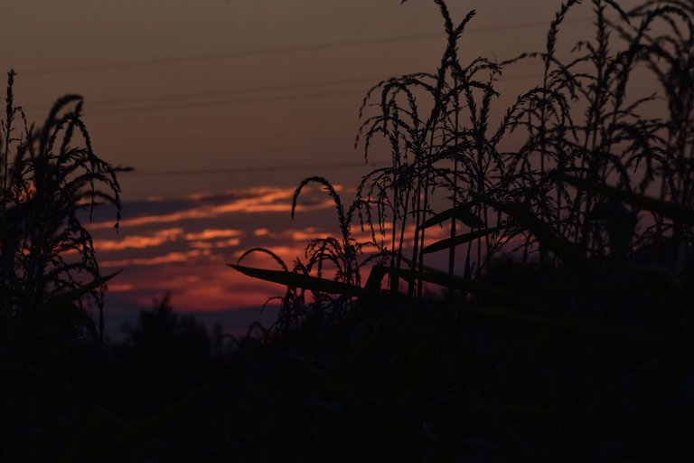 sunset grass silhouette pl 8.jpg