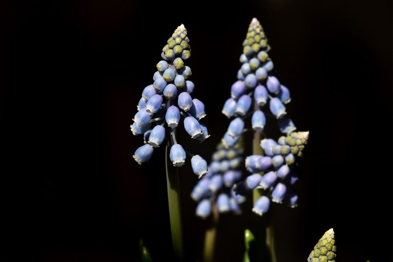 Grape hyacinth muscari 8.jpg