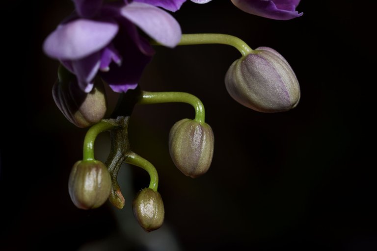 Mini phalaenopsis purple 2023 5.jpg